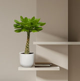 Birghamia Insignis - ↕30cm - Ø12cm