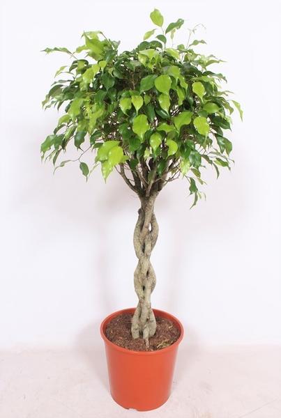 Ficus Exotica - ↕120cm - Ø30cm