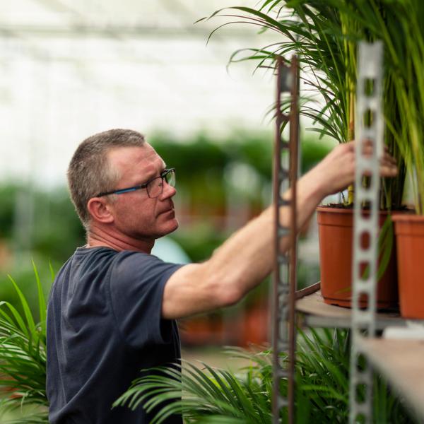 Dypsis Lutescens / Areca palm + pot - ↕130cm - Ø24cm