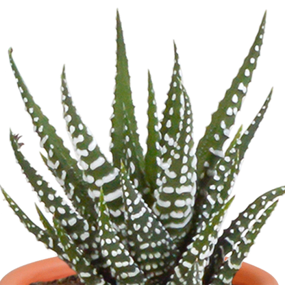 Cactus & vetplanten + terracotta pot - ↕8-13cm - Ø6cm - x15
