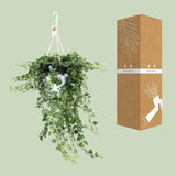 Hedera Wonder Green - ↕70cm - Ø24cm