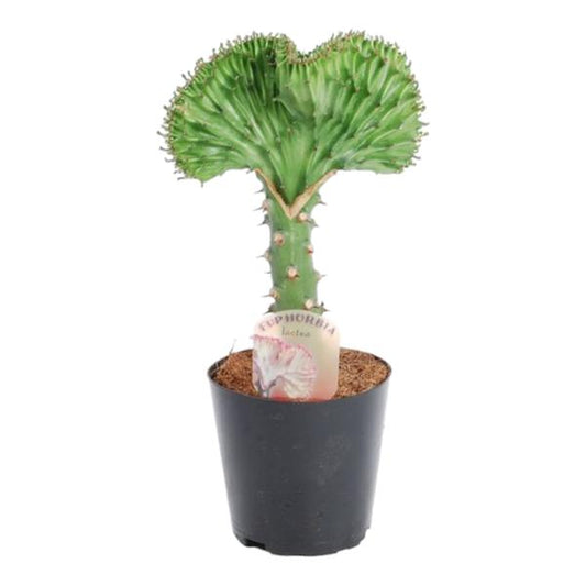 Euphorbia lactea Cristata groen - ↕35cm - Ø12cm