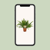 Nephrolepis Green Lady - ↕30cm - Ø12cm