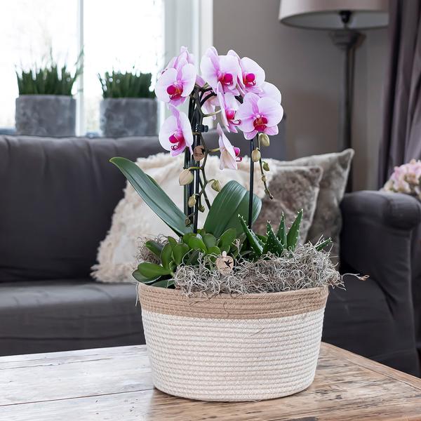 Roze Phalaenopsis orchidee - Niagara Fall  - potmaat Ø12cm