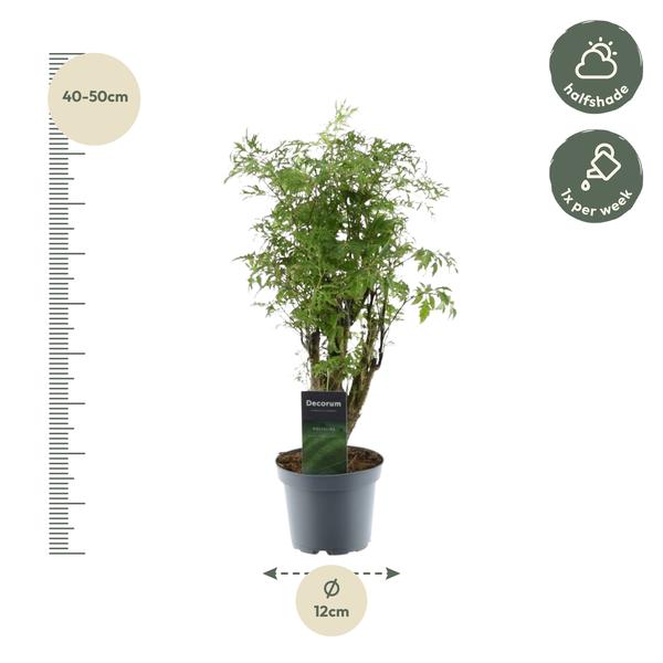 Polyscias Hawaiiana Ming - ↕45cm - Ø12cm