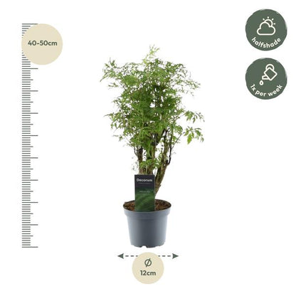 Polyscias Hawaiiana Ming - ↕45cm - Ø12cm