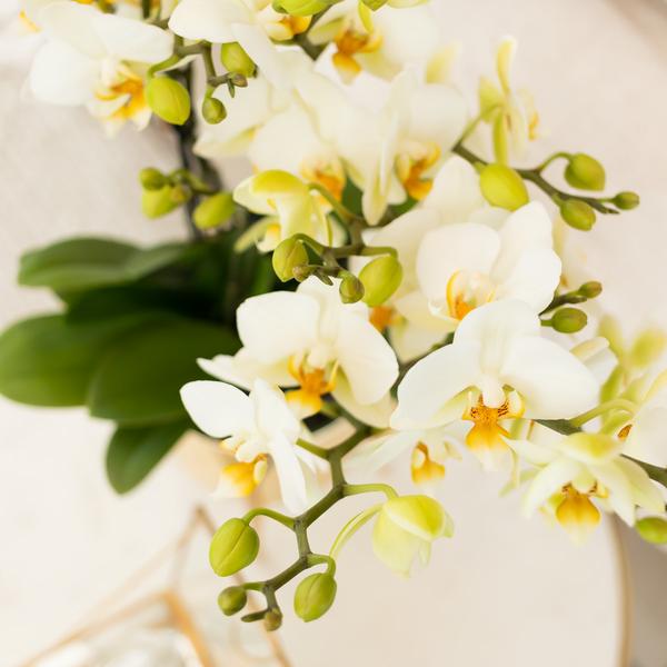 Witte phalaenopsis orchidee - Lausanne - potmaat Ø9cm