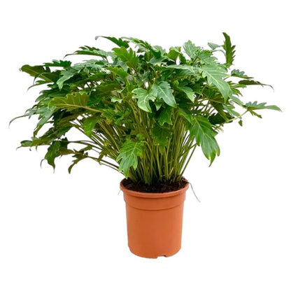 Philodendron Xanadu - ↕80cm - Ø27cm
