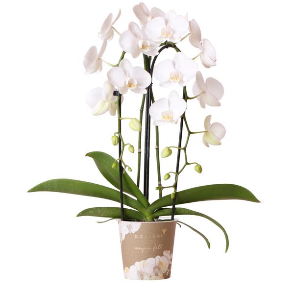 Witte Phalaenopsis orchidee - Niagara Fall  - potmaat Ø12cm