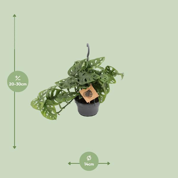 Monstera Monkey - ↕30cm - Ø14cm