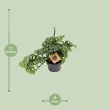 Monstera Monkey - ↕30cm - Ø14cm