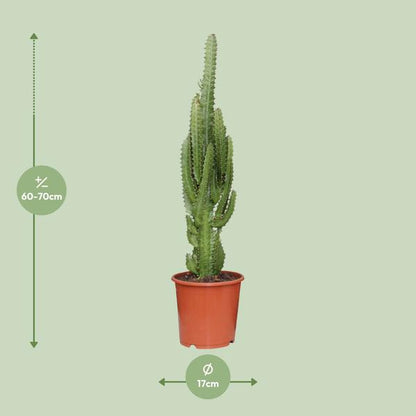 Euphorbia Trigona - ↕70cm - Ø17cm