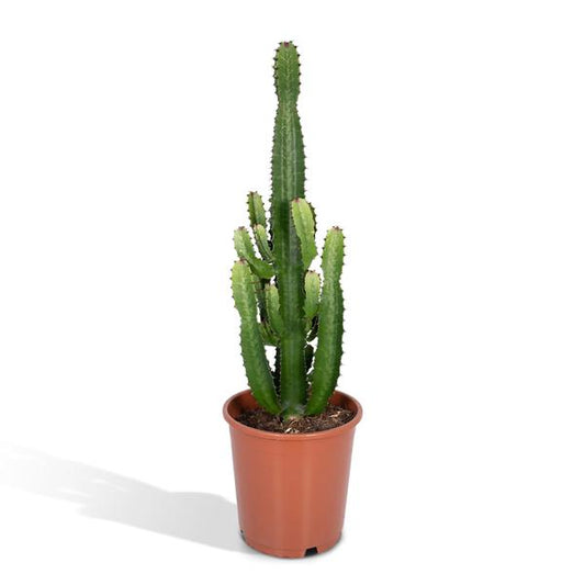 Euphorbia Acrurensis - ↕60cm - Ø24