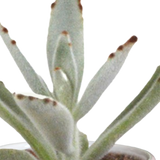 Cactus en vetplanten mix 5.5 cm | 15 stuks - in witte pot