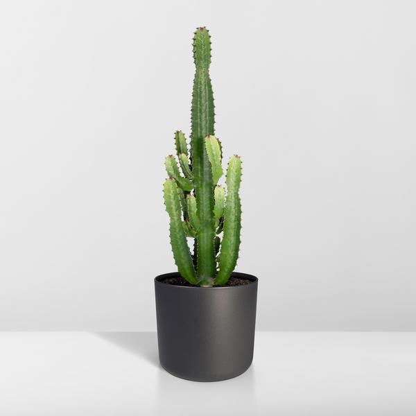 Euphorbia Acrurensis - ↕60cm - Ø24