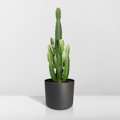 Euphorbia Acrurensis - ↕60cm - Ø24