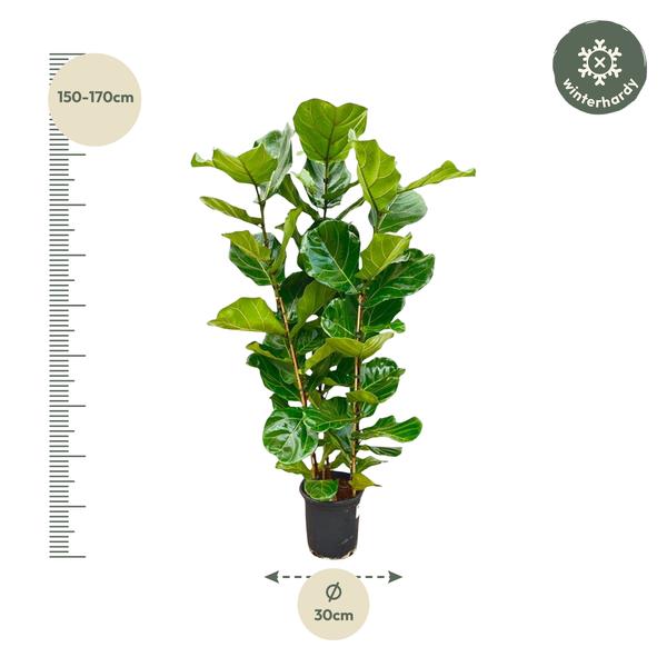 Ficus Lyrata struik - ↕160cm - Ø30cm