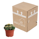 Eriocactus warasii 12cm