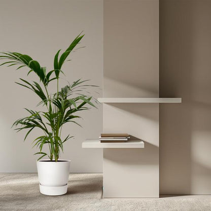 Kentia Palm - ↕130cm - Ø21cm