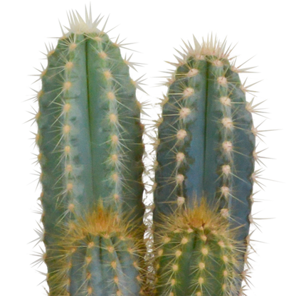 Cactus mix 10.5 cm - 3x - 12cm zonder pot