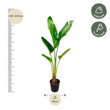 Strelitzia Augusta XXL - ↕210cm - Ø30cm