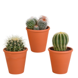 Bolcactus mix 8,5 cm | 3 stuks - in terracotta pot