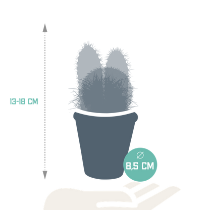 Cactus mix 8.5 cm - 3x - in terracotta pot