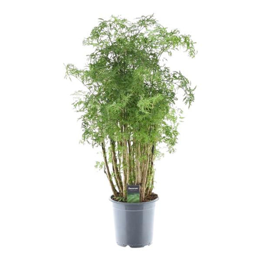 Polyscias Hawaiiana Ming - ↕90cm - Ø24cm