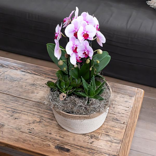Roze Phalaenopsis orchidee - Niagara Fall  - potmaat Ø12cm
