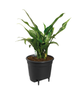 Self Watering Insert - Ø33cm