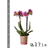 Roze paarse phalaenopsis orchidee - El Salvador - potmaat Ø9cm