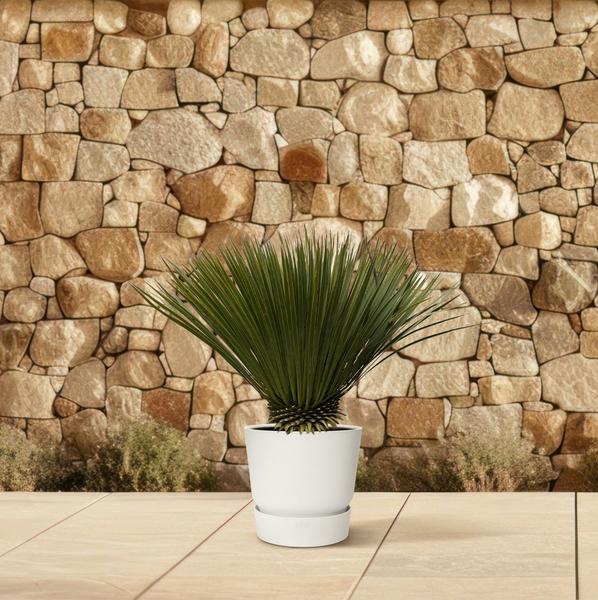 Yucca Rostrata - ↕80cm- Ø27cm