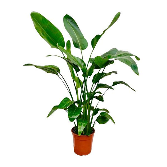 Strelitzia Nicolai - ↕150cm - Ø21cm