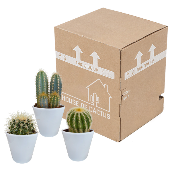 Cactus mix 8.5 cm - 3x - in witte pot