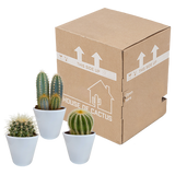 Cactus mix 8.5 cm - 3x - in witte pot