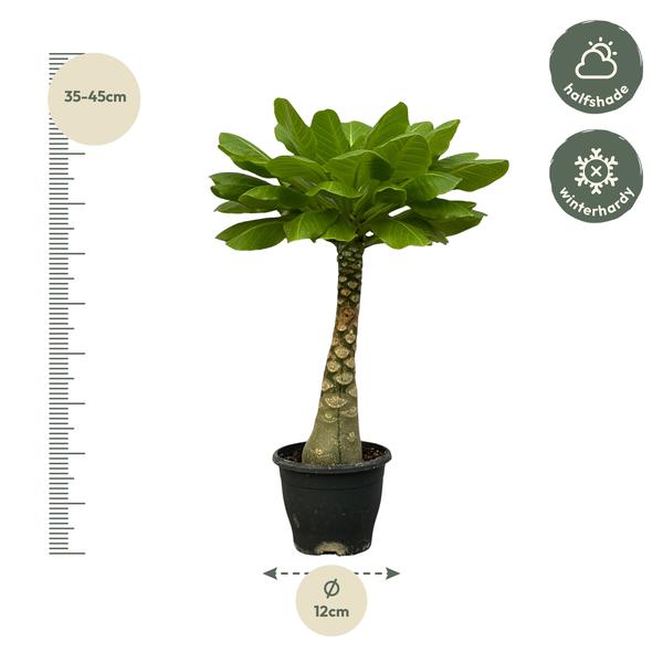 Birghamia Insignis - ↕30cm - Ø12cm
