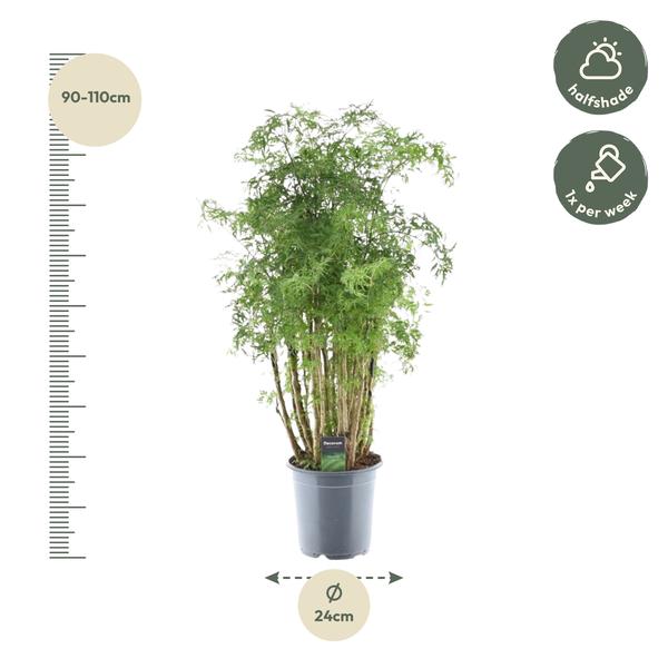 Polyscias Hawaiiana Ming - ↕90cm - Ø24cm