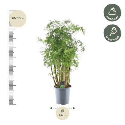 Polyscias Hawaiiana Ming - ↕90cm - Ø24cm