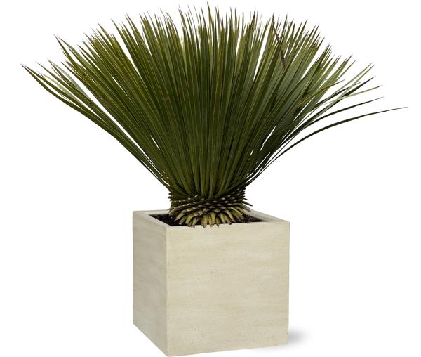 Yucca Rostrata - ↕80cm- Ø27cm