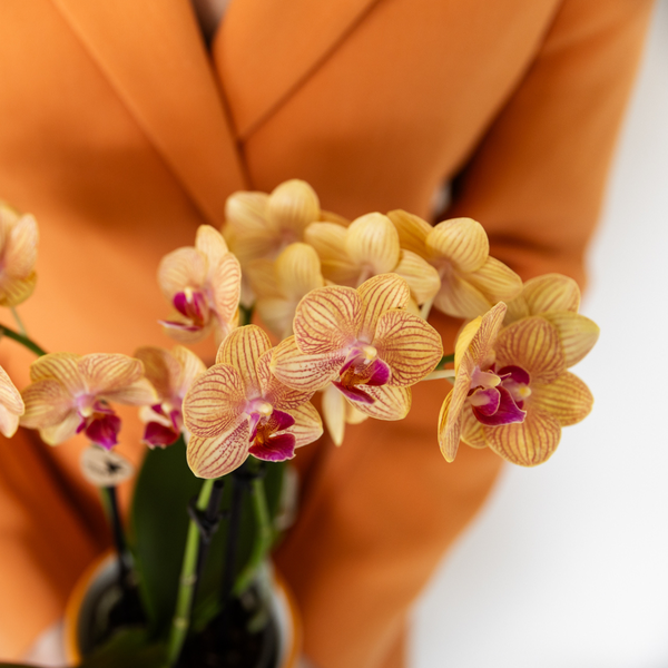 Oranje Phalaenopsis orchidee + Oranje Pot