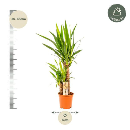 Yucca - ↕90cm - Ø17cm