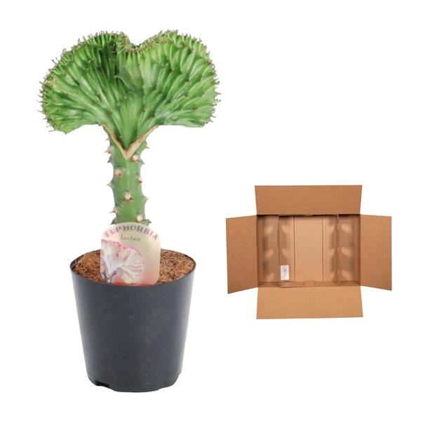 Euphorbia lactea Cristata groen - ↕35cm - Ø12cm