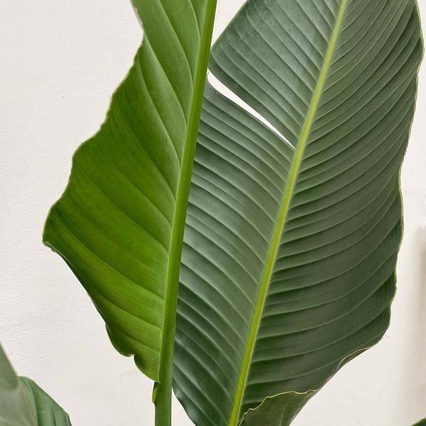 Strelitzia Augusta multistam XXL - ↕250cm - Ø50cm