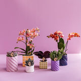 Candy sierpot - Wit - Ø6cm