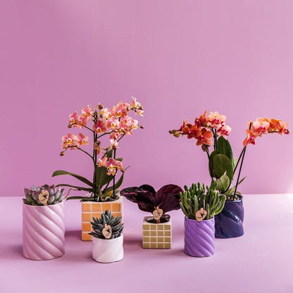 Candy sierpot - Wit - Ø6cm