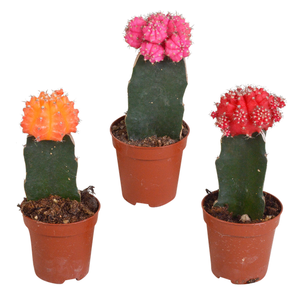 Euphorbia meloformis variegata - Gymnocalycium mix - ↕18cm - Ø8,5cm - 3x