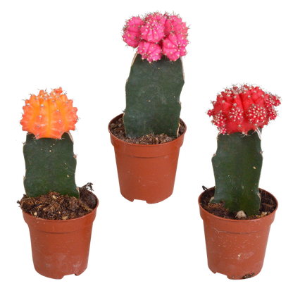 Euphorbia meloformis variegata - Gymnocalycium mix - ↕18cm - Ø8,5cm - 3x