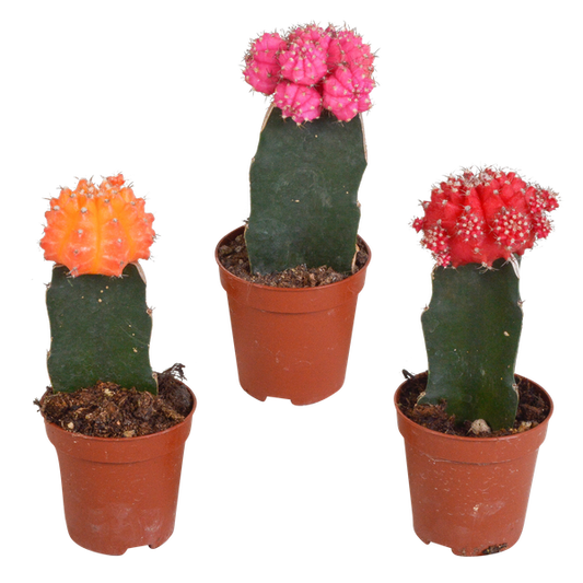 Euphorbia meloformis variegata - Gymnocalycium mix - ↕18cm - Ø8,5cm - 3x