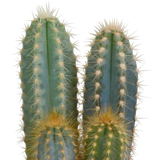 Cactus mix 10.5 cm - 3x - in witte pot