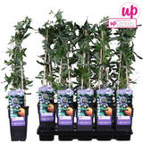 Passiflora bleu caerulea - ↕65cm - Ø15cm